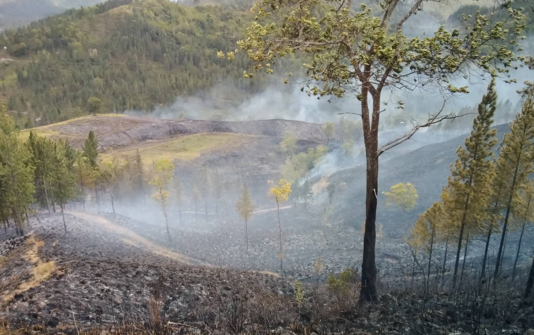 Malaybalay forest fires are man-made, burn 539 hectares in 2.5 months – City ENRO