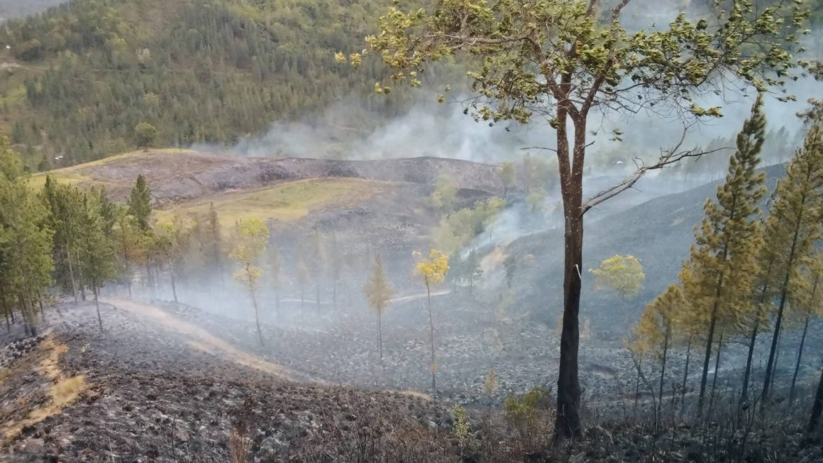 539 hectares of tree plantations in Malaybalay burned since February