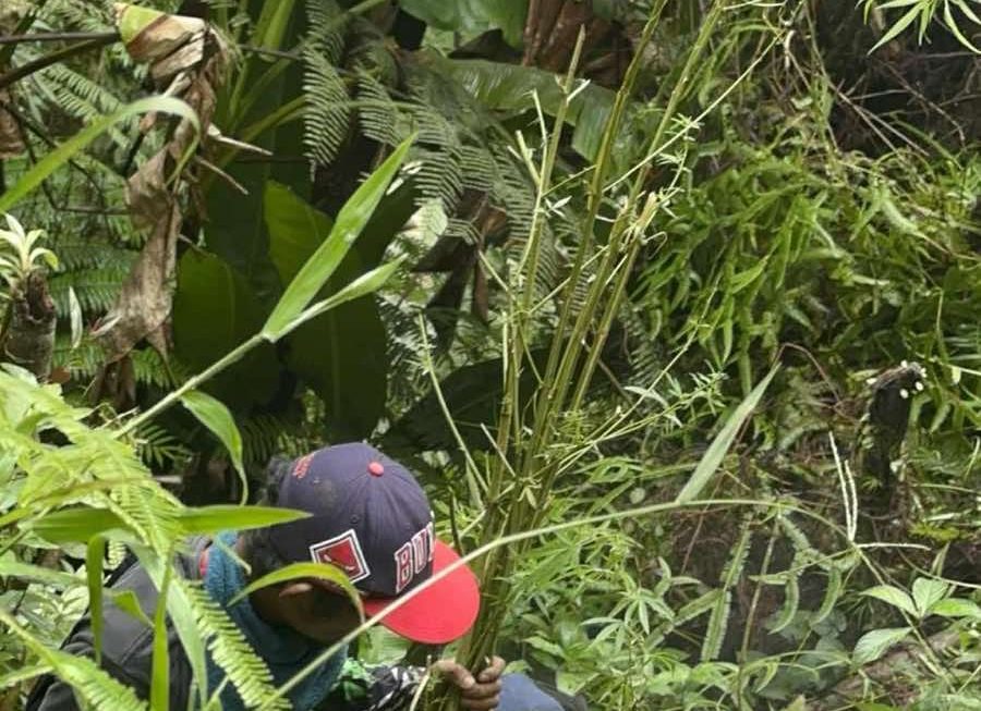 Marijuana plantation in Valencia burned