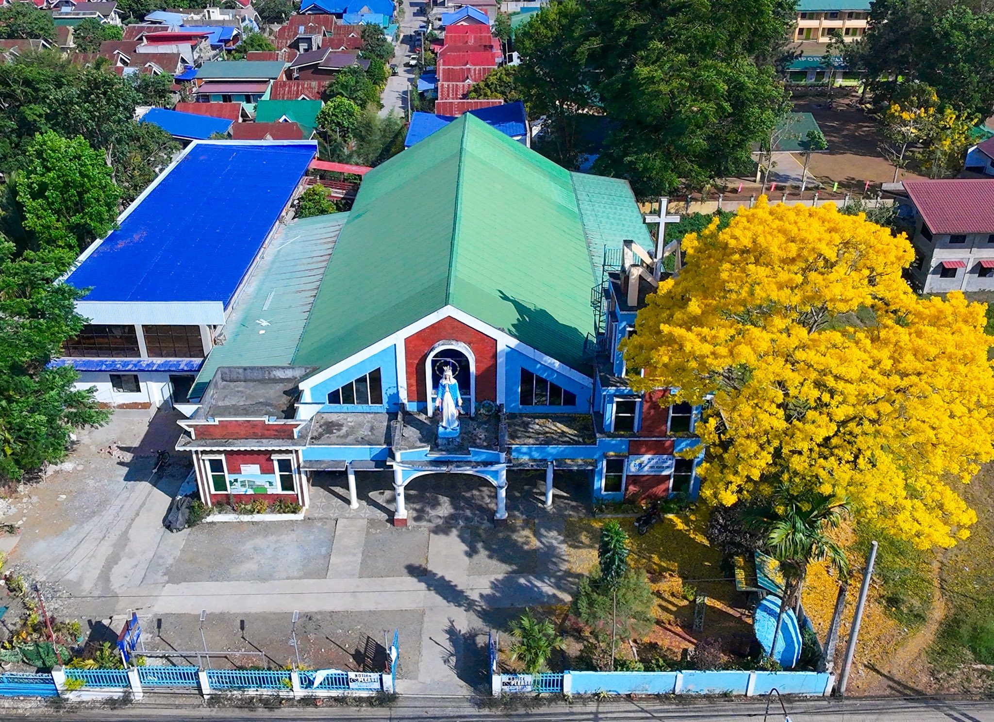 Golden Trumpet Tree Blooms in Casisang, Malaybalay City